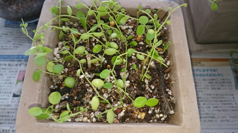 ペペロミア ジェミニを挿し芽で増やす Gardeninglog