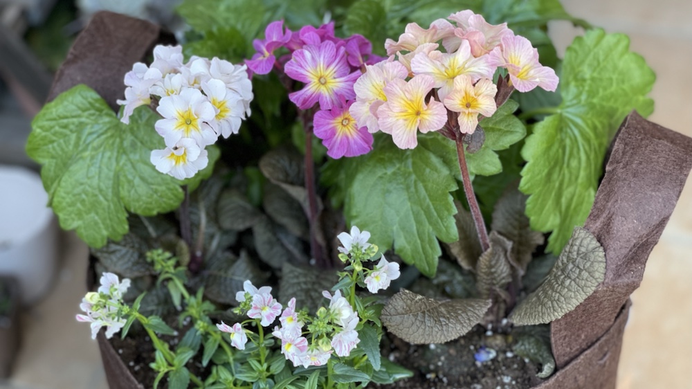 ラナンキュラス ラックスの育て方 Gardeninglog