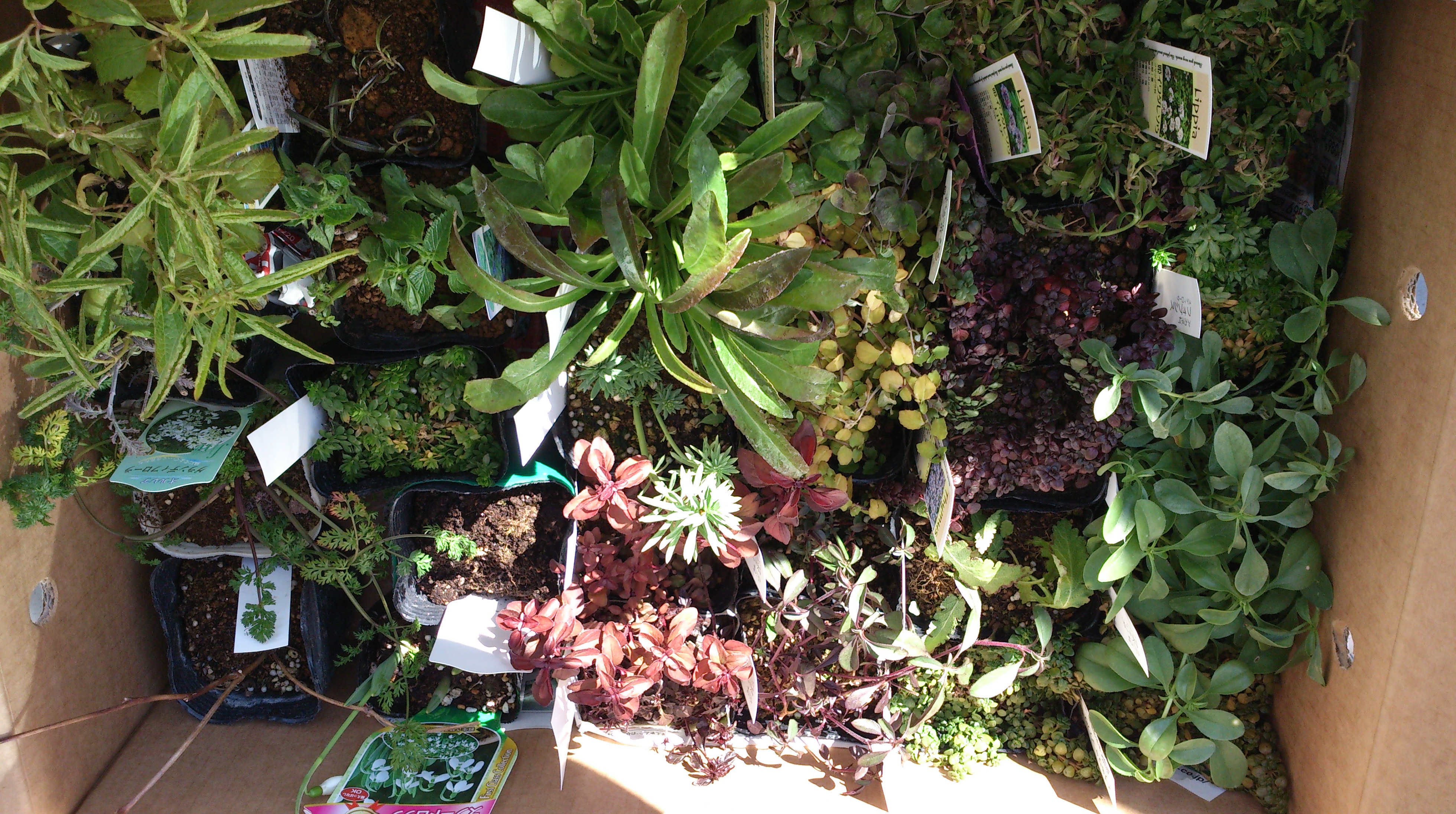 おぎはら植物園から来た植物第二陣！