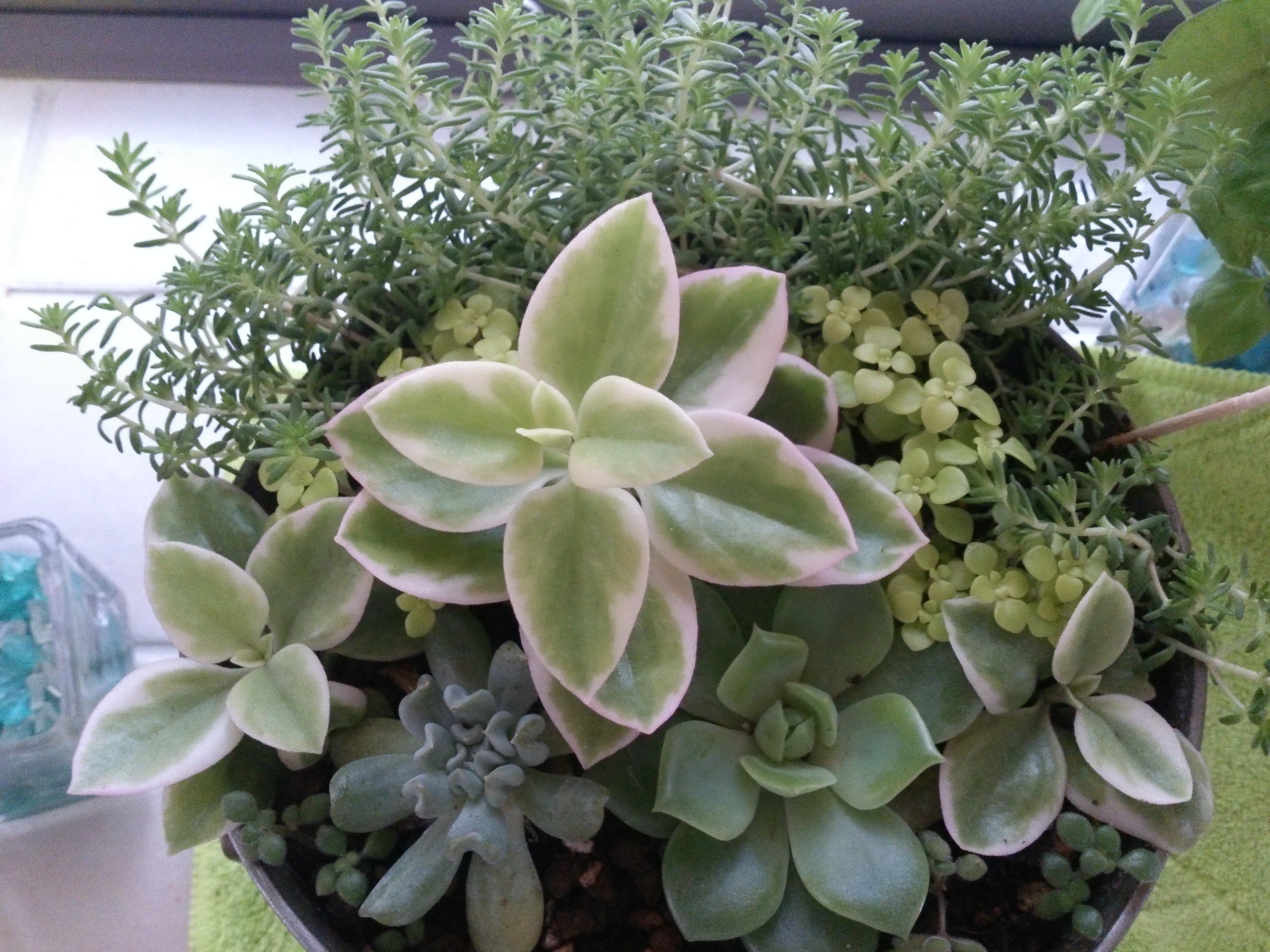 多肉植物の寄せ植え