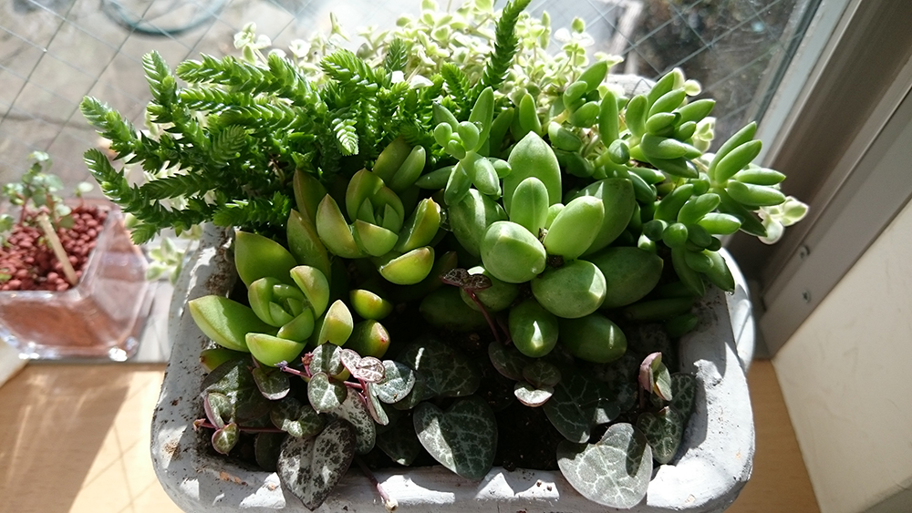 多肉植物の寄せ植え