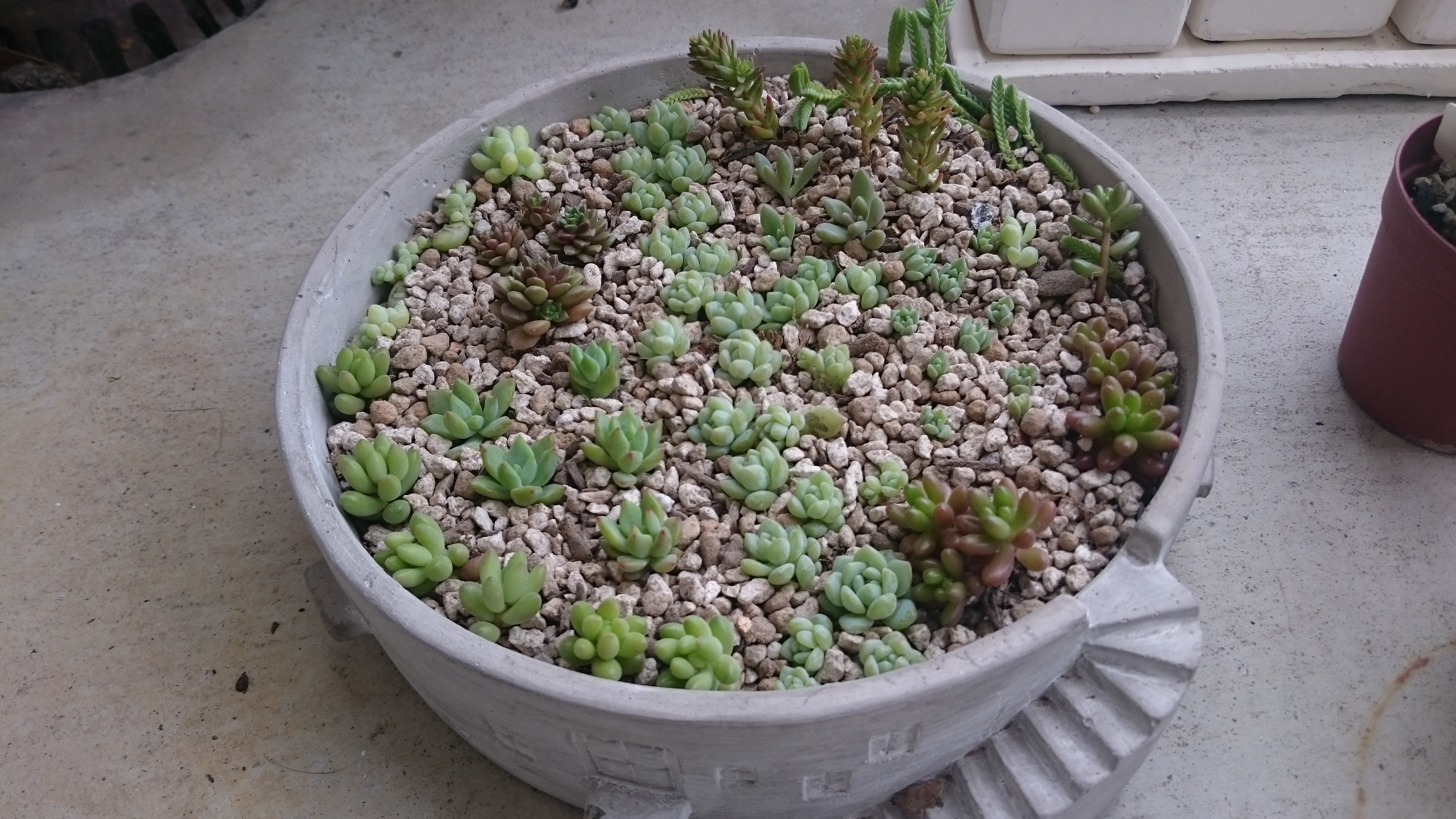 秋に葉挿しした多肉植物の寄せ植え