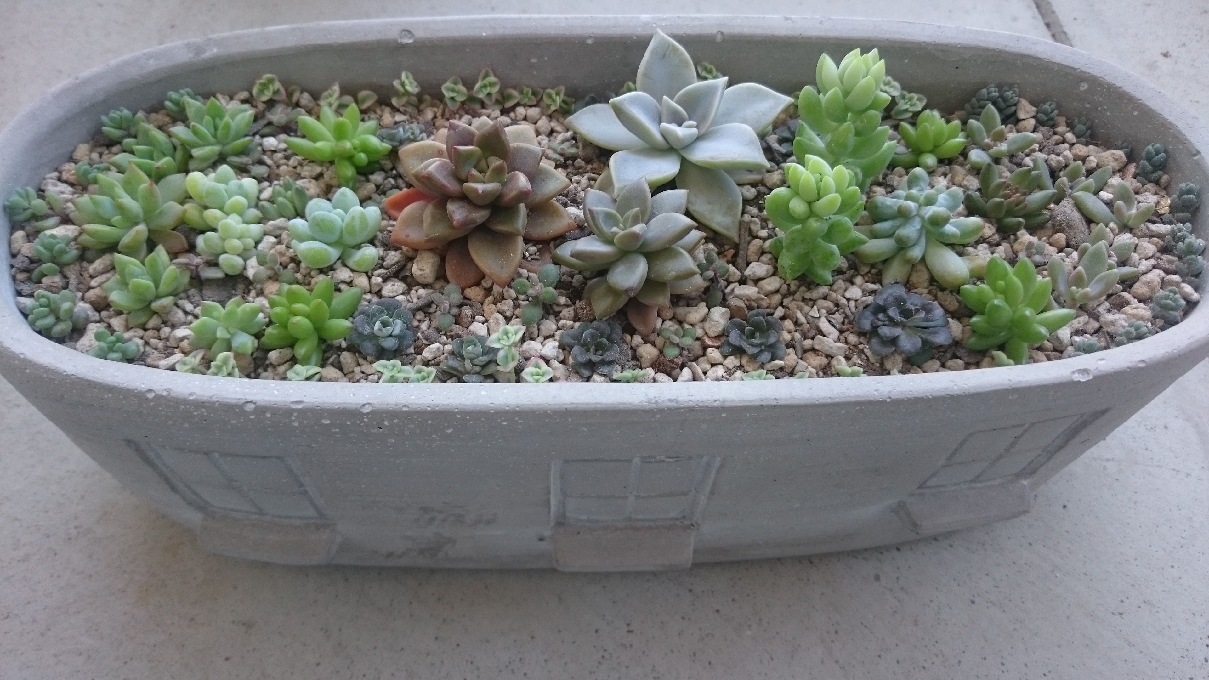 多肉植物の寄せ植え