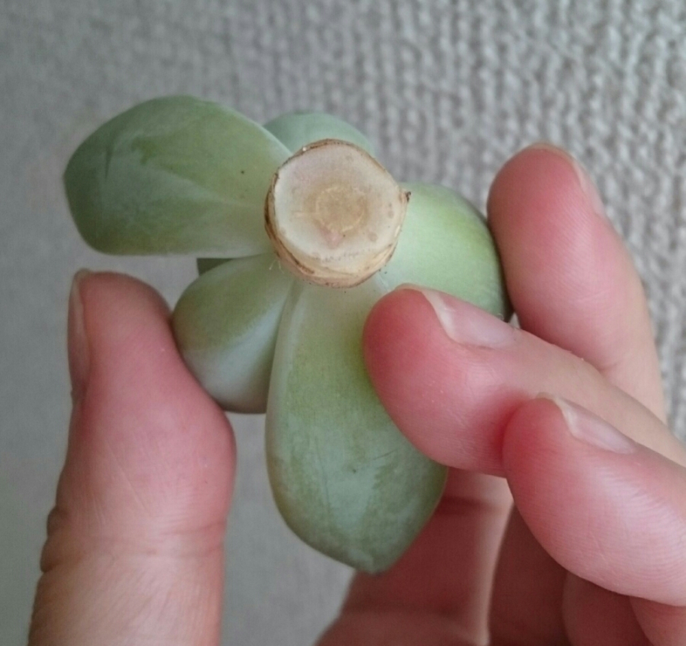 リンゼアナの胴切り