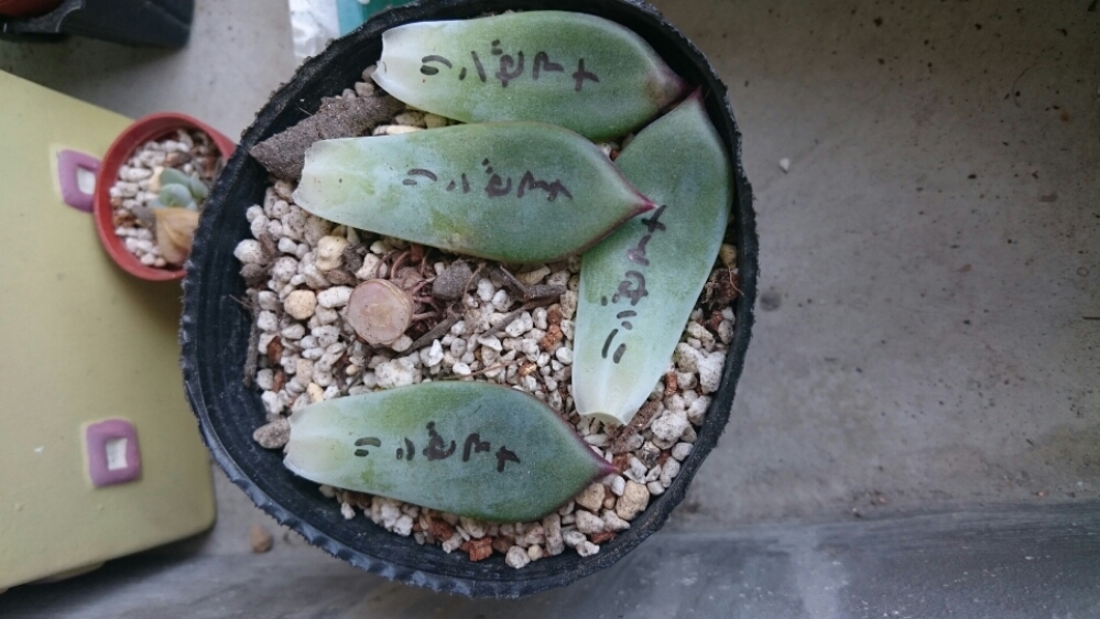 リンゼアナの葉挿し