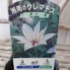 霞川