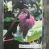 アディソニー・Ｍ
