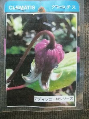 アディソニー・Ｍ