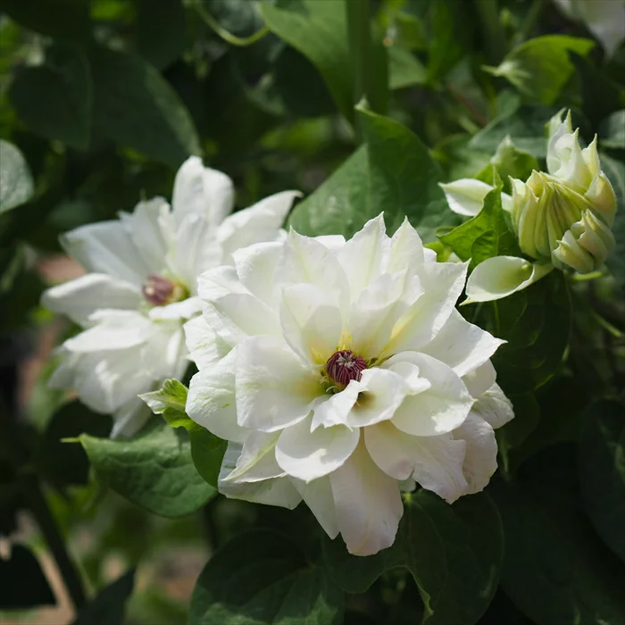 うさぎの雪遊び