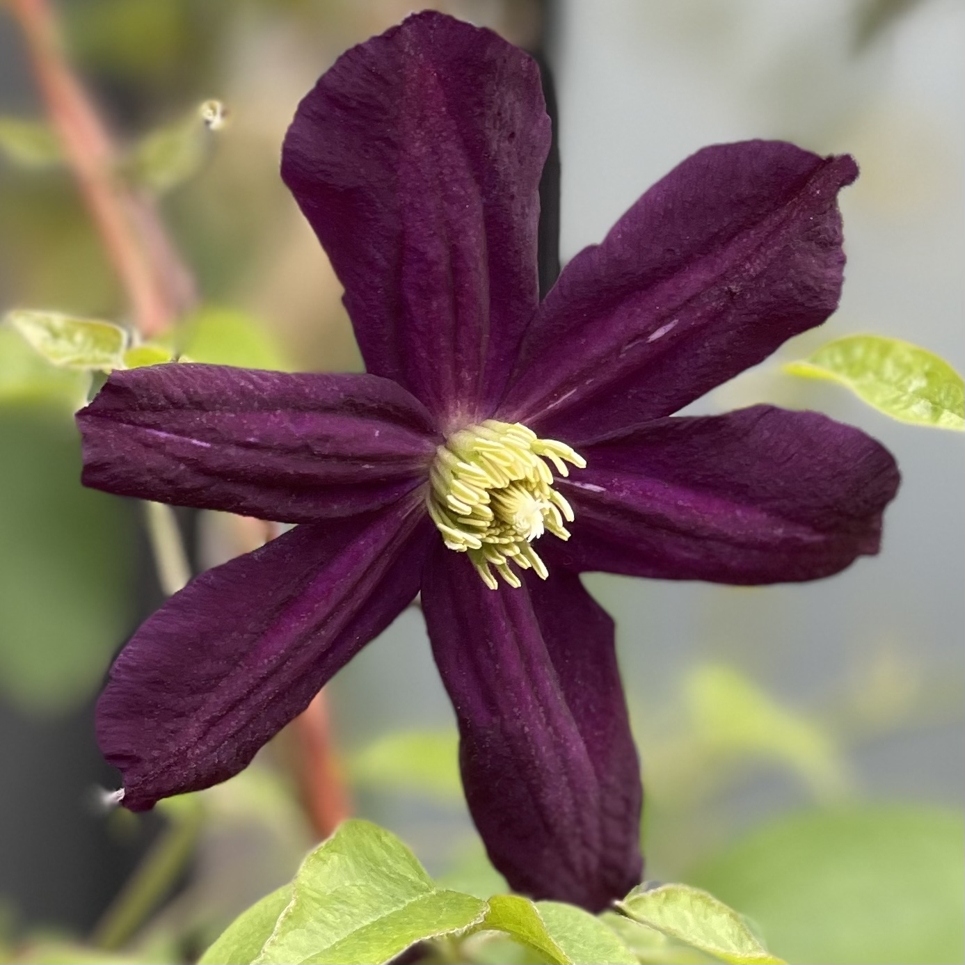 インテグリフォリア系（Integrifolia）＜ 系統別 | クレマチス図鑑