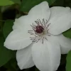 ミス・ベイトマン