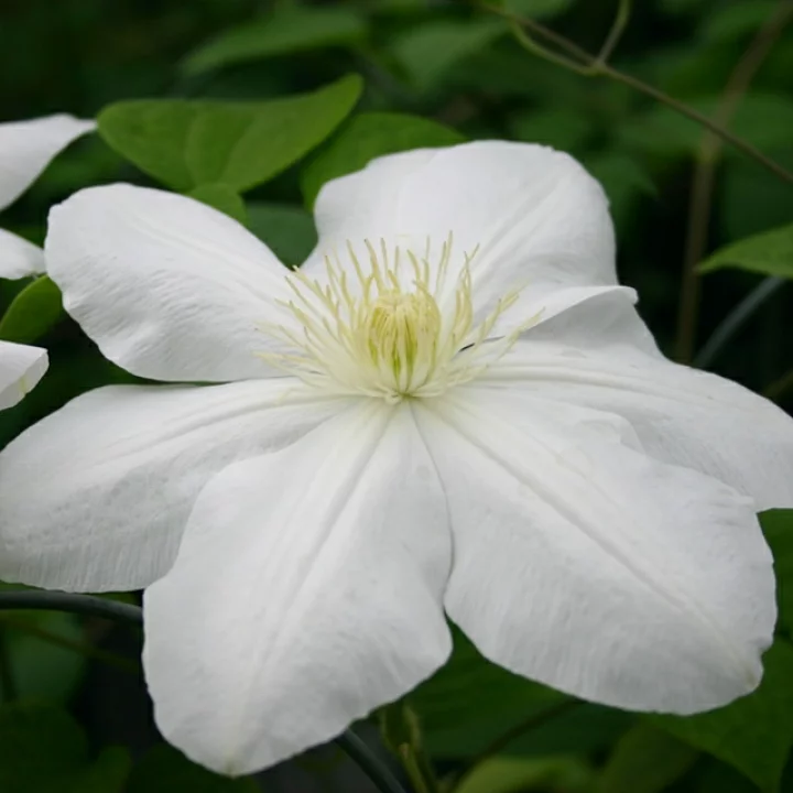 マリー・ボワスロ