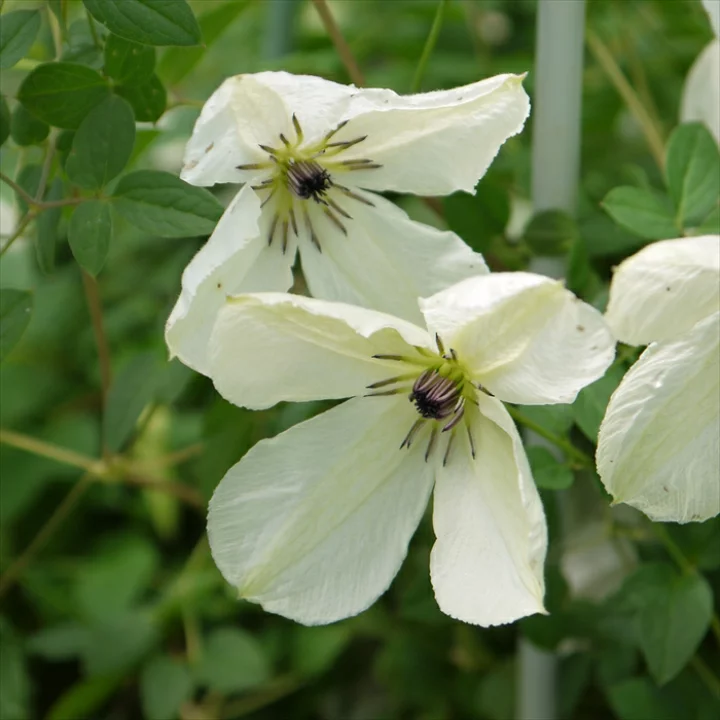 マリア・コーネリア