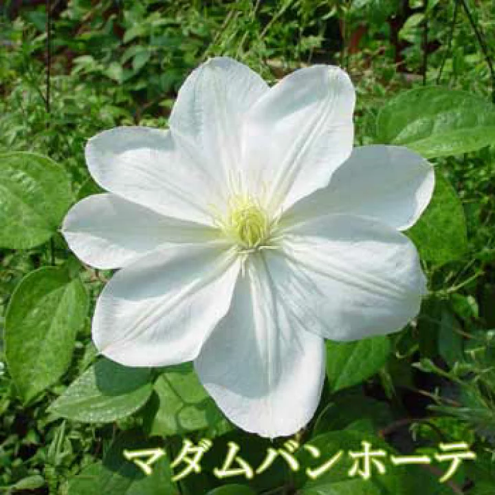 マダム・バン・ホーテ