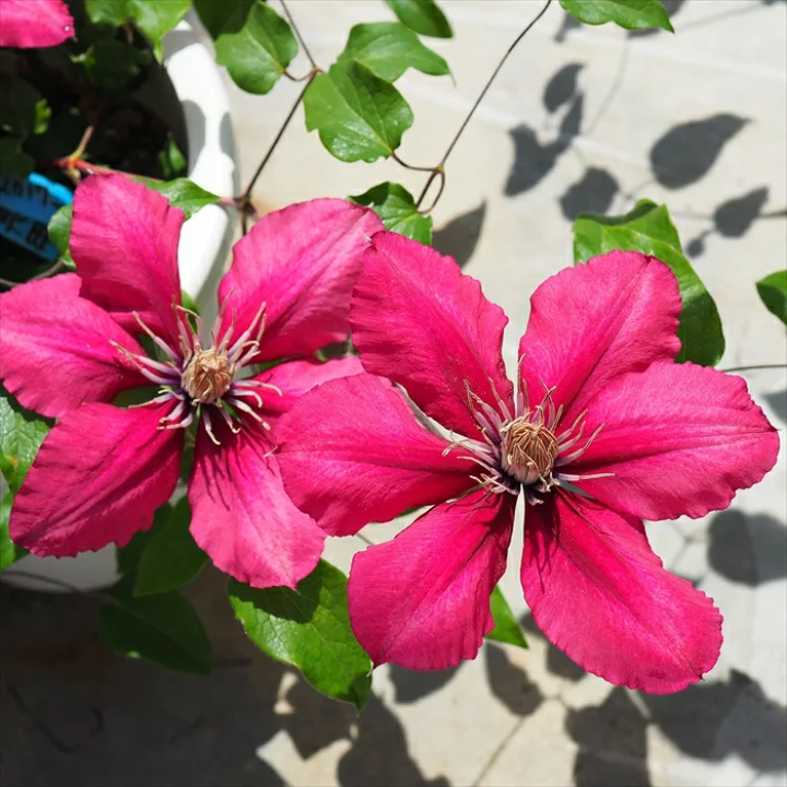 マシェリ・シュシュ