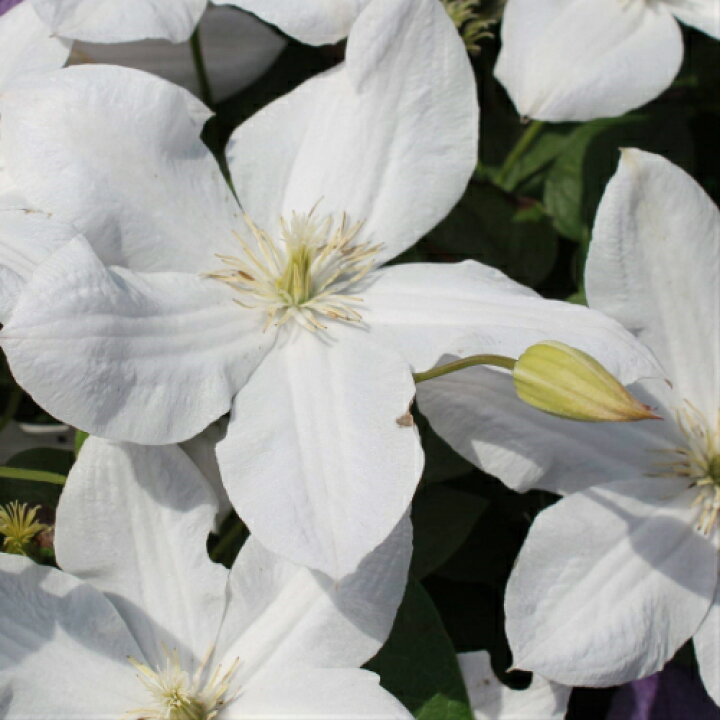 サニー・ホワイト