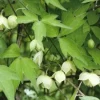白花ハンショウヅル