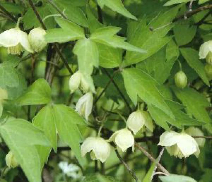 白花ハンショウヅル