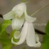 白はんしょうづる