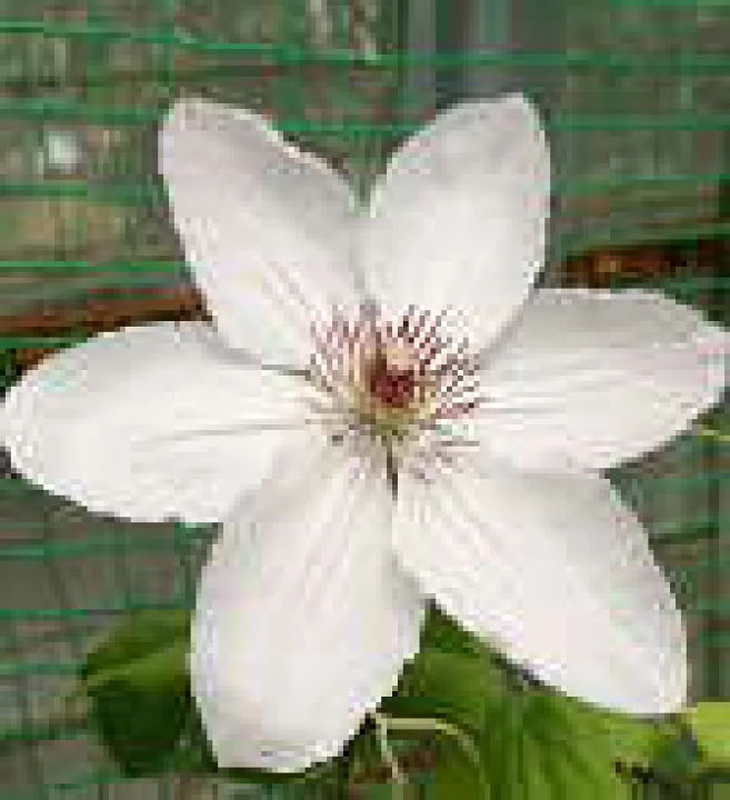 ジョン・ピクトン