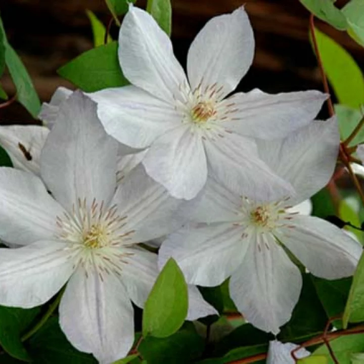 ジャックマニー・アルバ