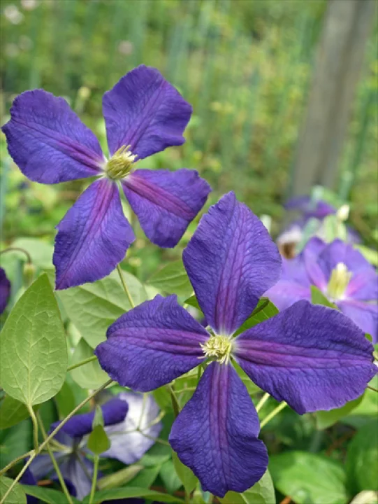 ジャックマニー