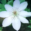 スノー・クィーン