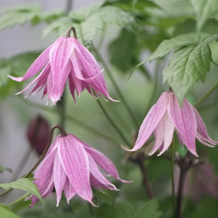 セリーズ・ダブル