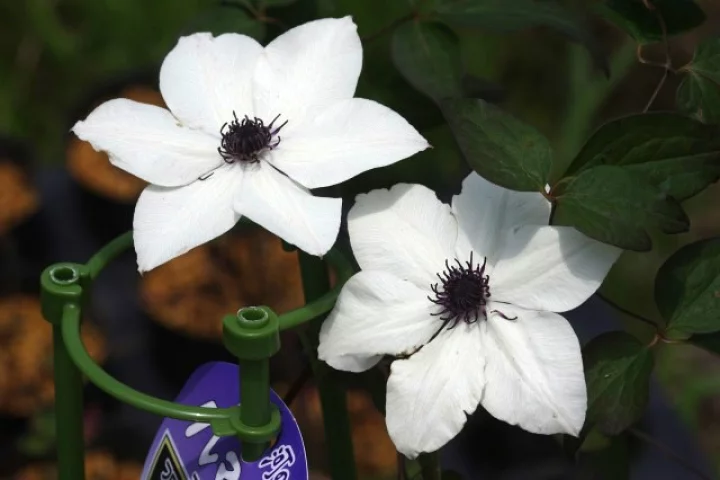 ソーンクロフト