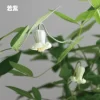 若紫
