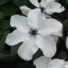 フロリダ