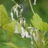 ツクシ草ボタン