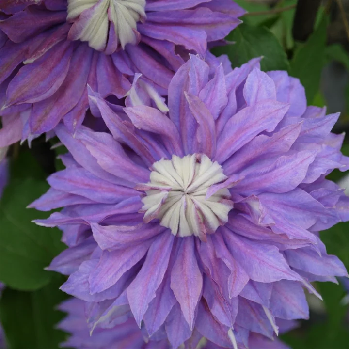 ディアマンティナ