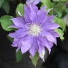 東和のカザグルマ 飛竜