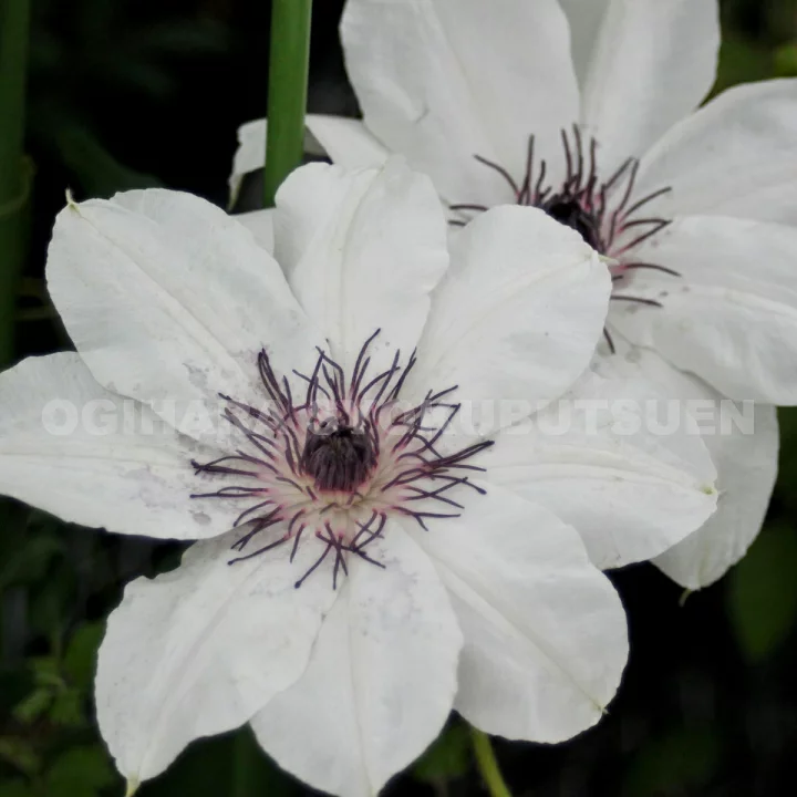 土岐のかざぐるま