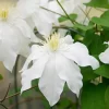 長野のかざぐるま