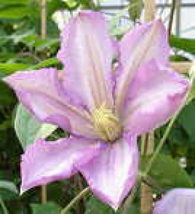 ニコライ・ルブツォフ