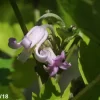 入笠山の草ボタン
