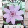 ネリー・モーザ