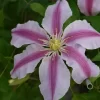 花便り