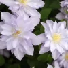 早池峰
