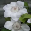 バルゲ・ダーム
