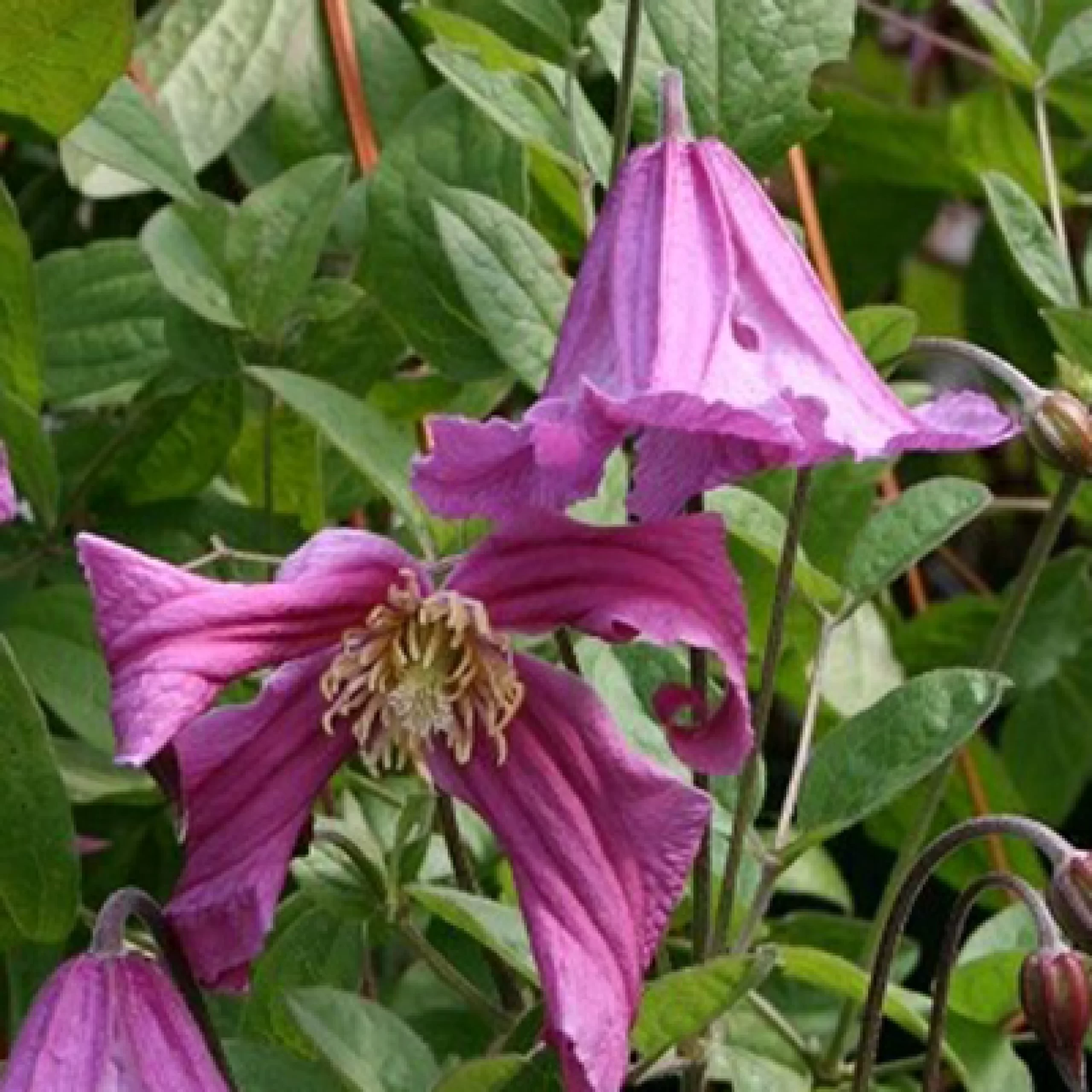 ピンク・アイス