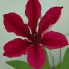 フビ