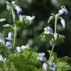 富士の草ボタン