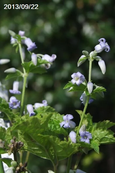 富士の草ボタン