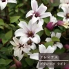 プリンセス・ケイト