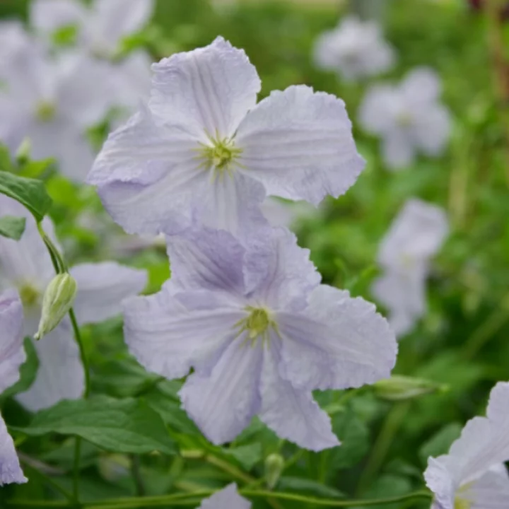 ブルー・エンジェル