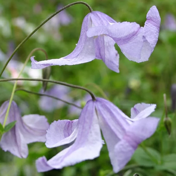 ブルー・スプライト