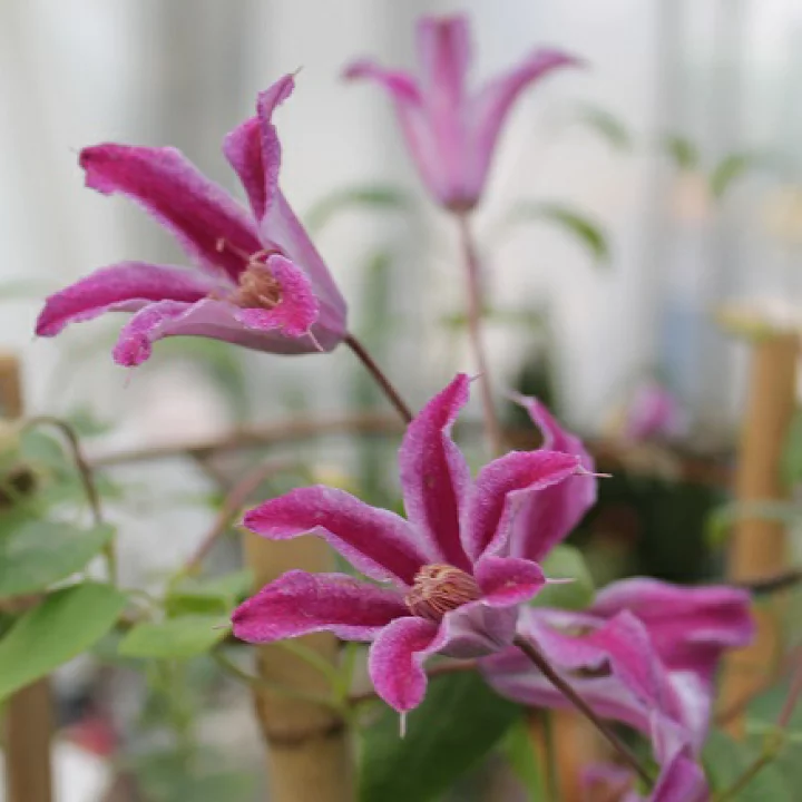 ペヴェール・プロフュージョン